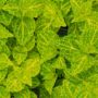 Coleus – Electric Lime – 6.5″ Pot